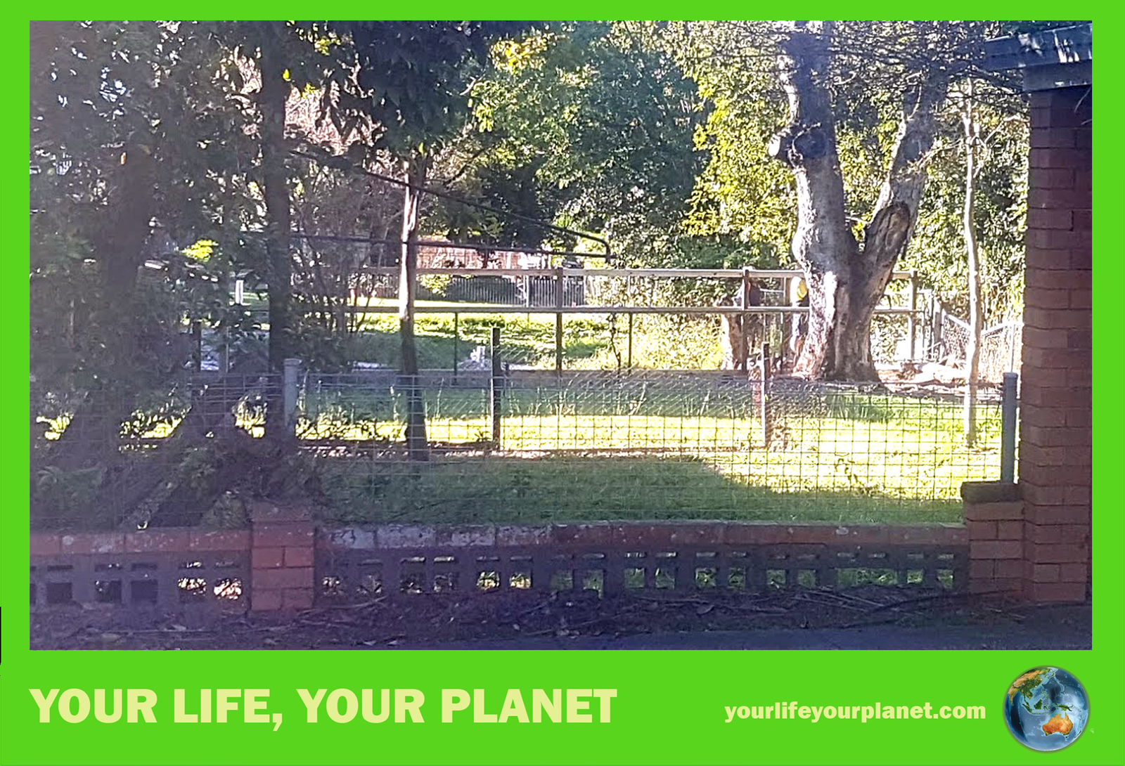 The low fences of Annerley