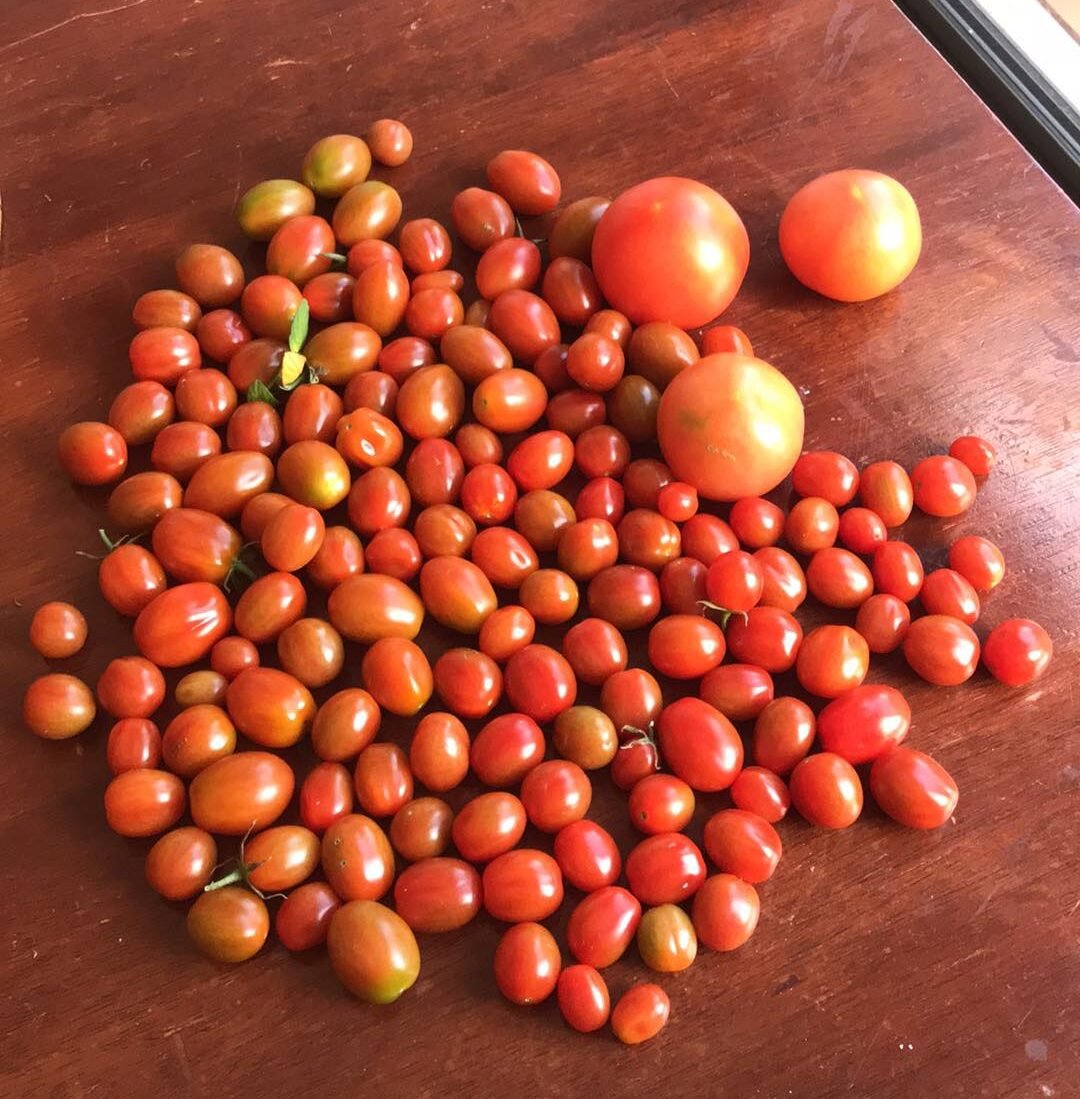 Cheery cherry tomatoes