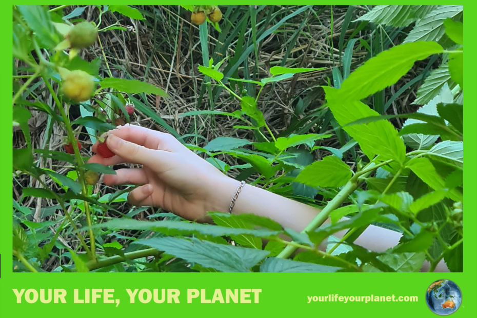picking a native raspberry at KGSC