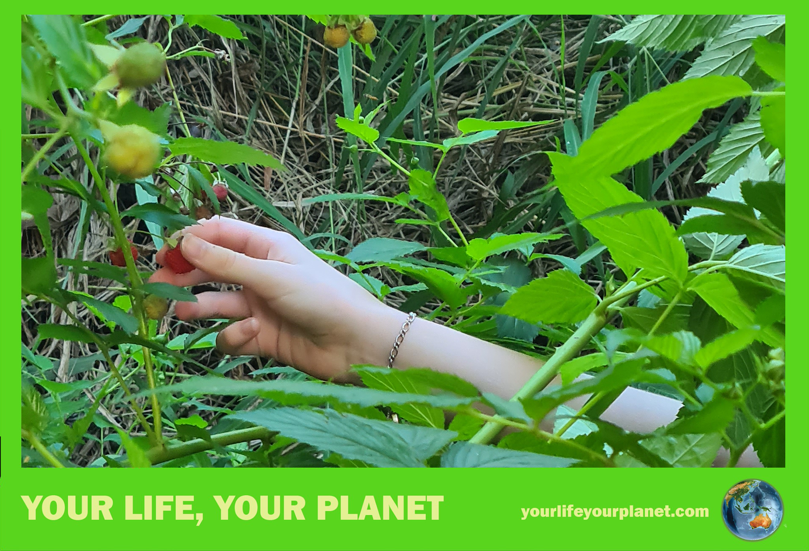 Picking a native raspberry at the Kelvin Grove State College native garden