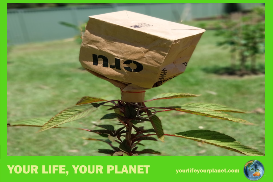 The amaranth, bagged