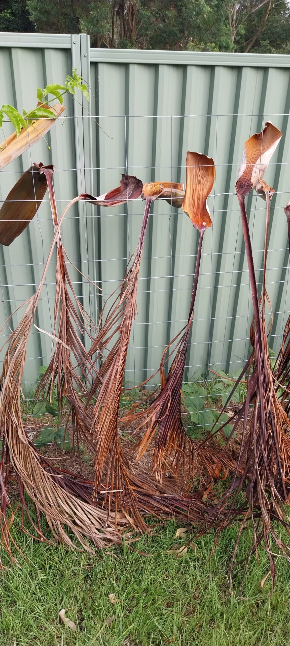 Palm fronts shading beans