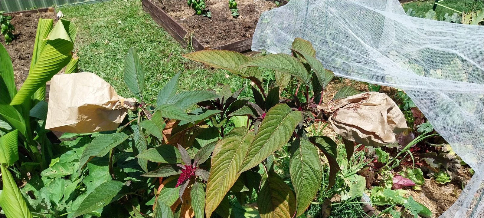 the bagged amaranth