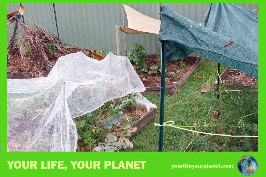 saving seedlings in heatwaves