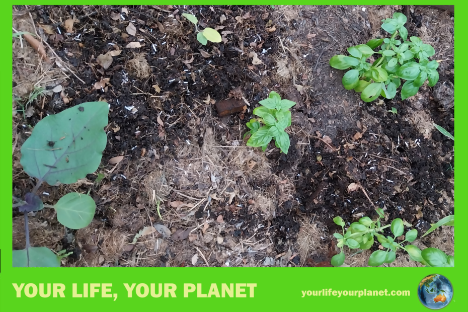 Freshly composted eggplants and basil