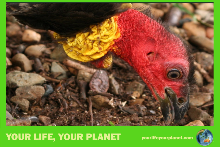 A turkey at the Fields of Mars school