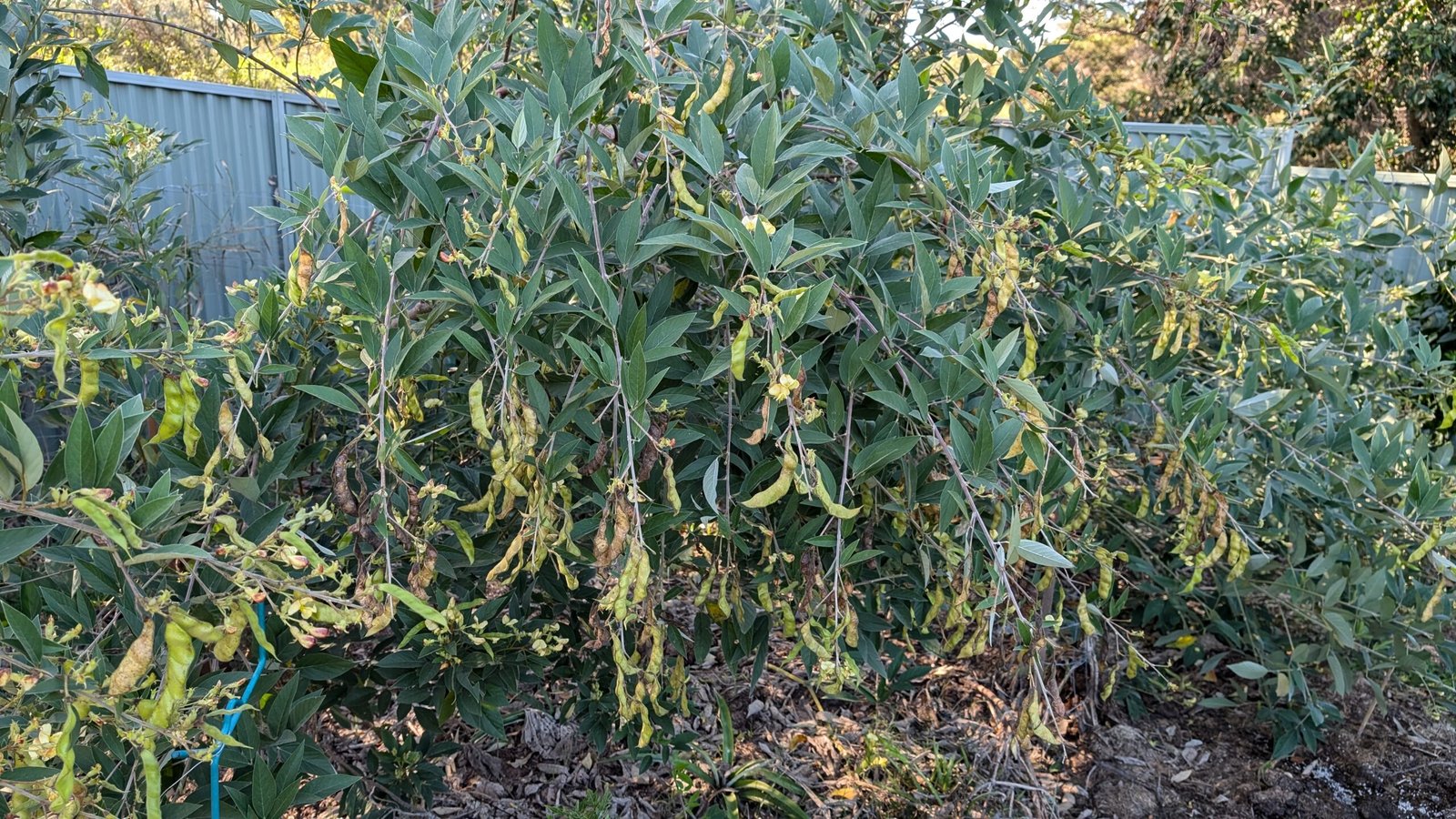 The pigeon pea plant ready for its first picking