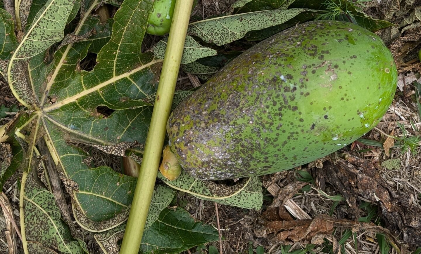 Blackspot fungus on paw paw leaves and fruit