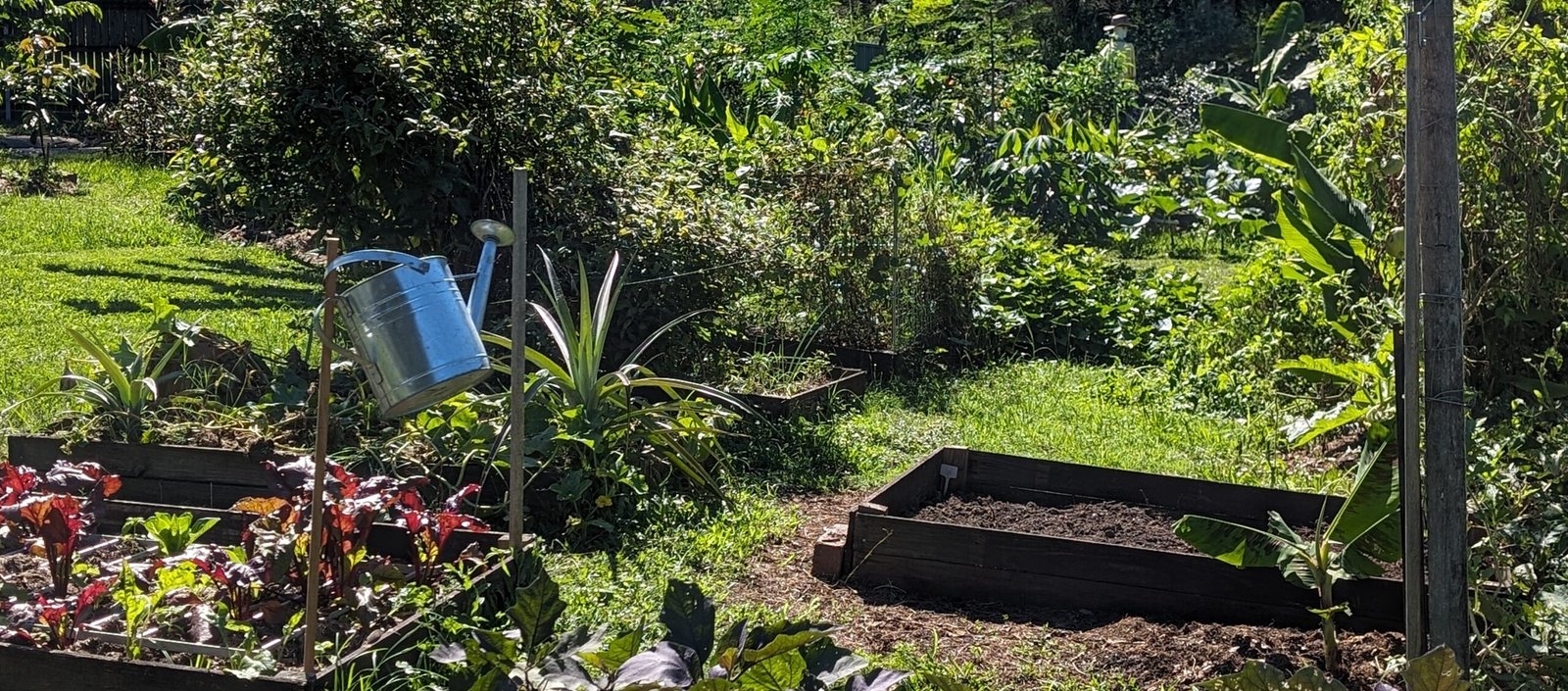 Community garden at Logan Palms