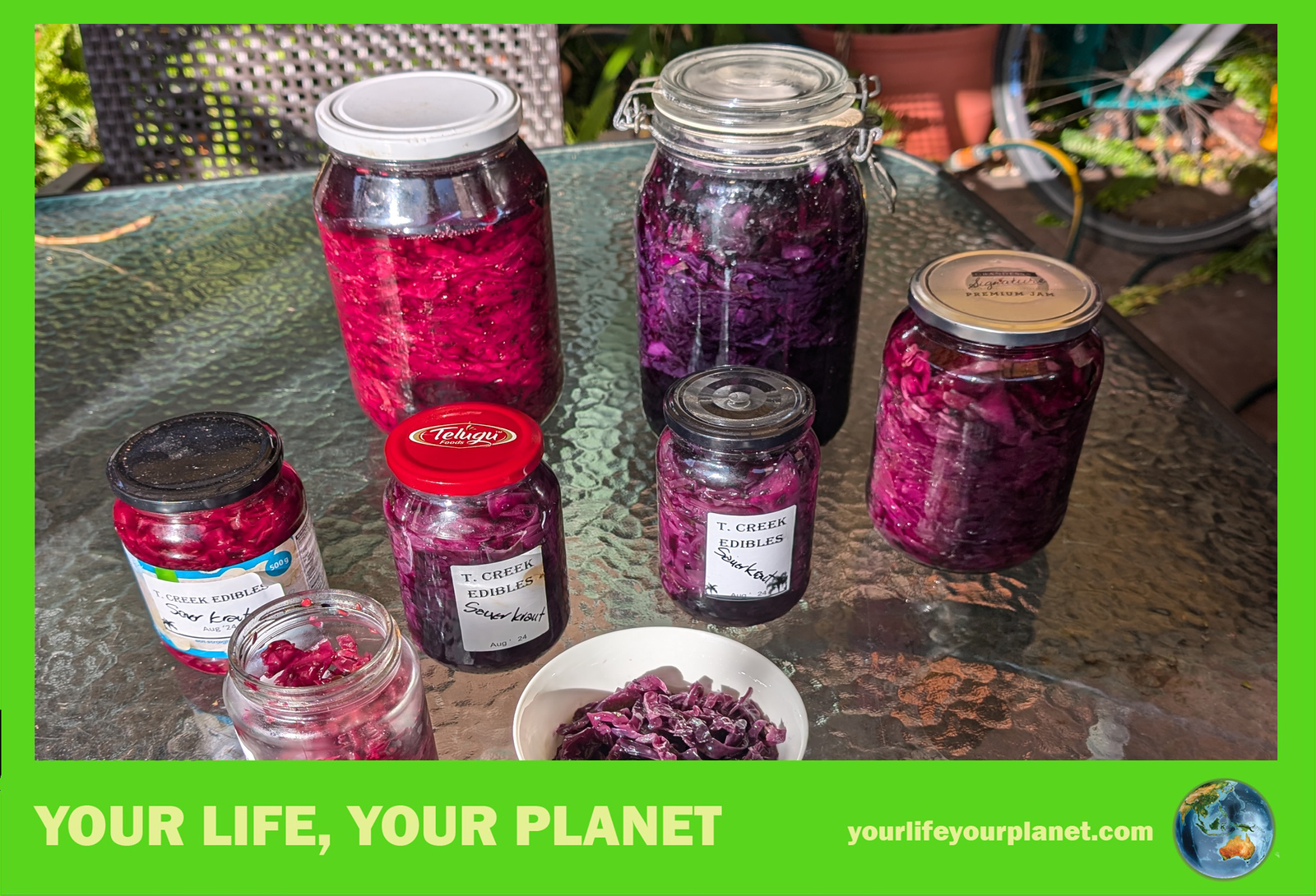 YLYP Tip 60 Ferments