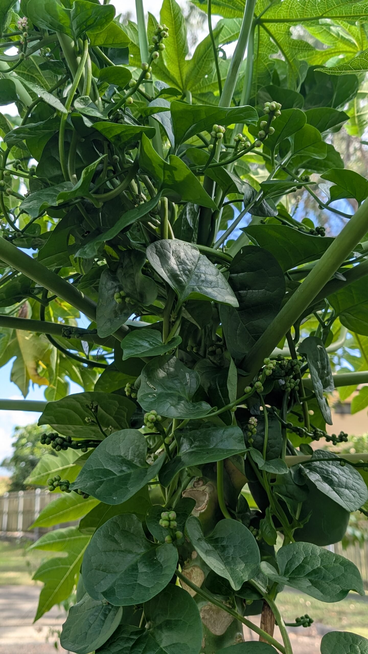 Malabar spinach overtaking a paw paw